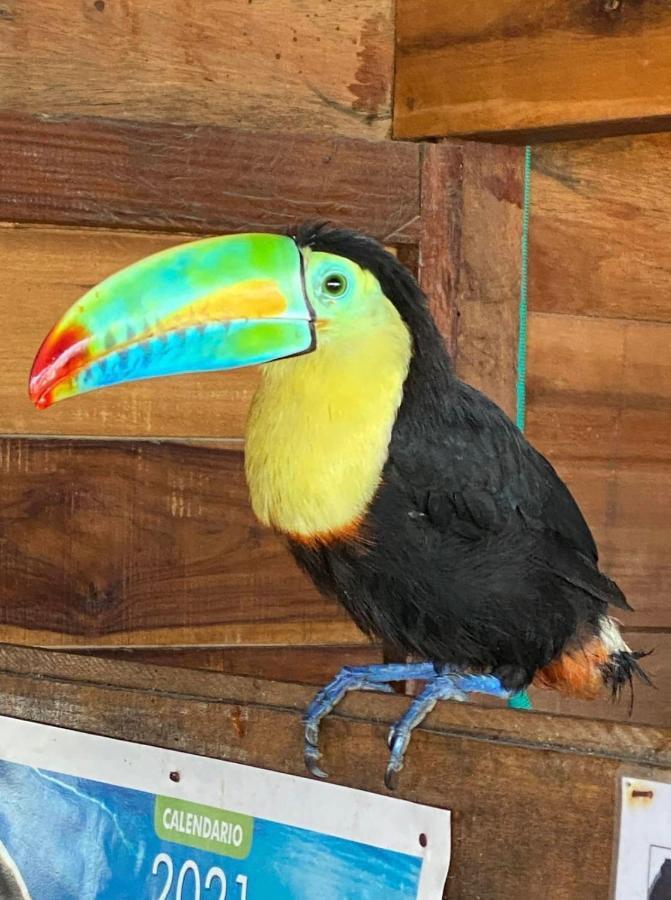 Palm Beach Hostal Guachaca Kültér fotó
